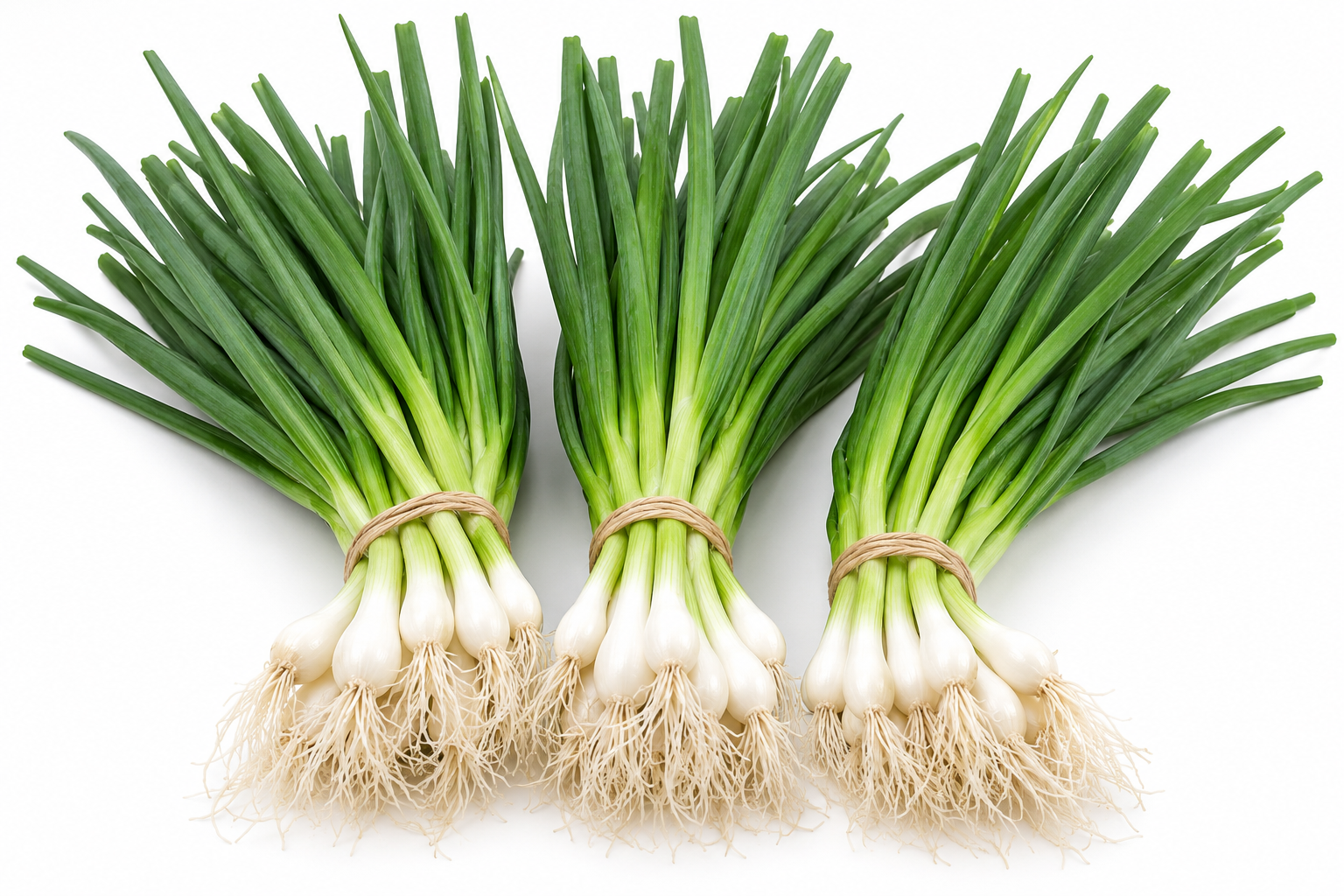 Fresh Egyptian spring onions in export-quality bundles