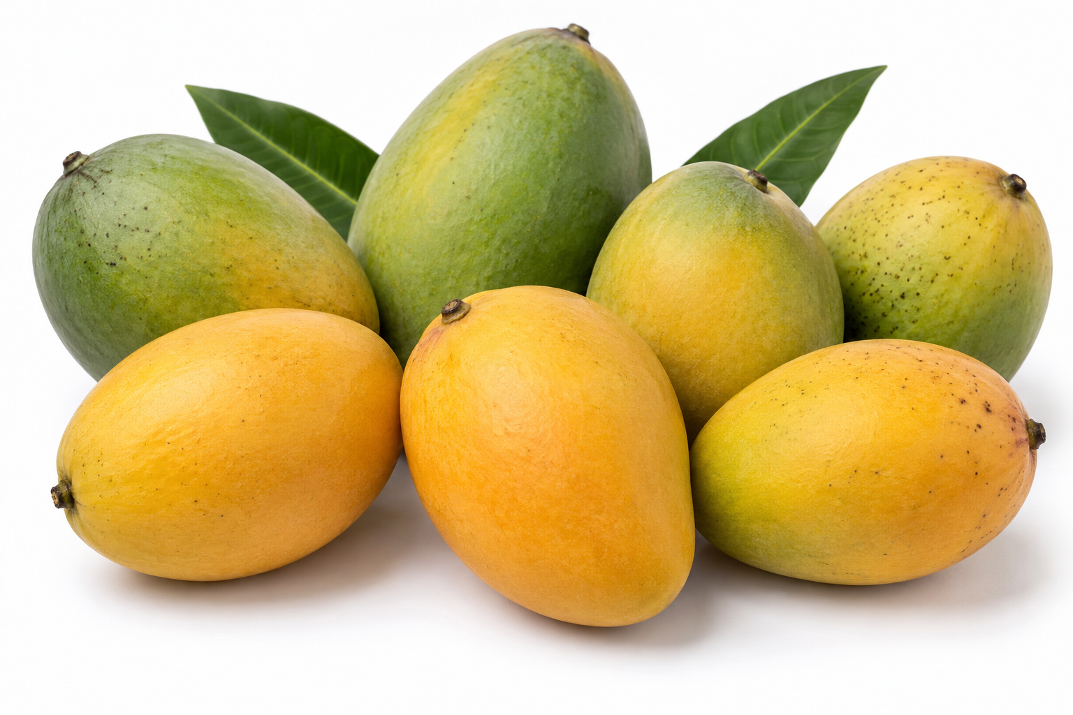 Egyptian mangoes for export