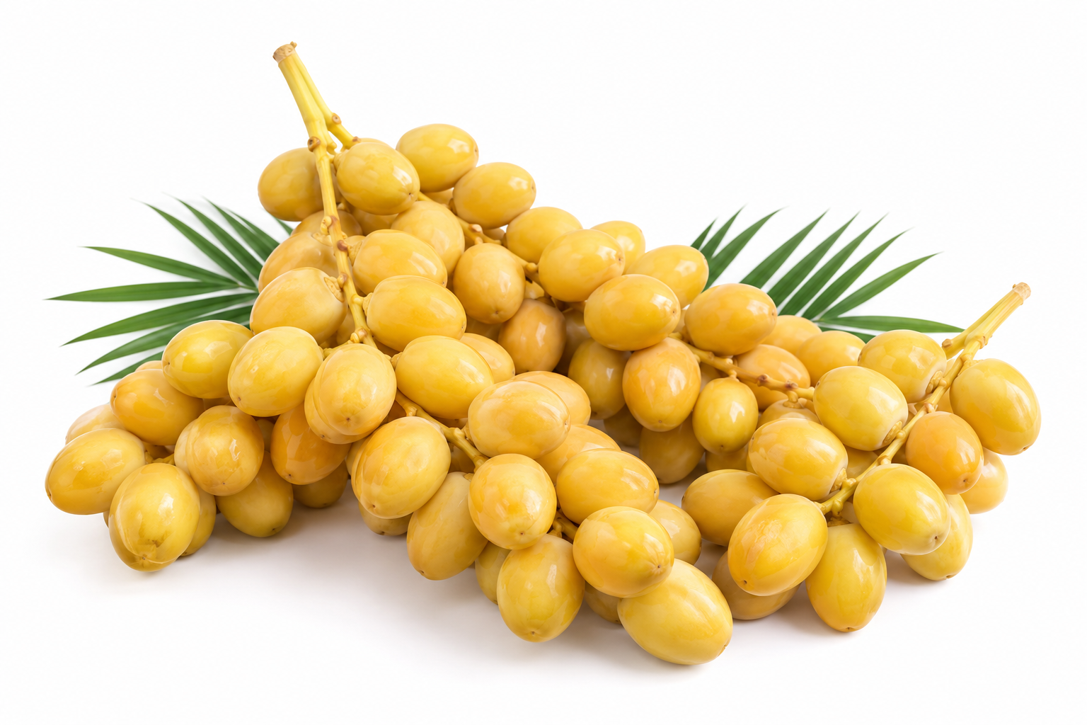 Fresh Egyptian yellow Barhi dates for export
